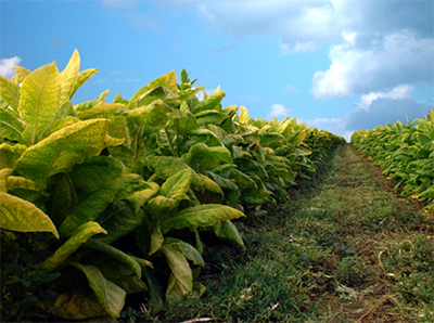 photo of tobacco field